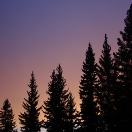 Sunset Silhouette  Picture