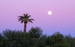 Lonesome Palm