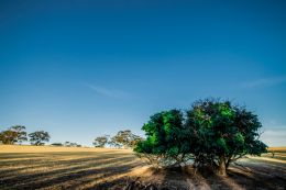 Mulberry Tree