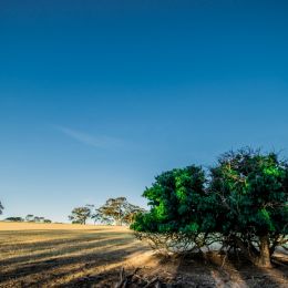 MulberryTree