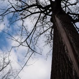 Patterned Tree Picture