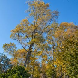 Autumntrees