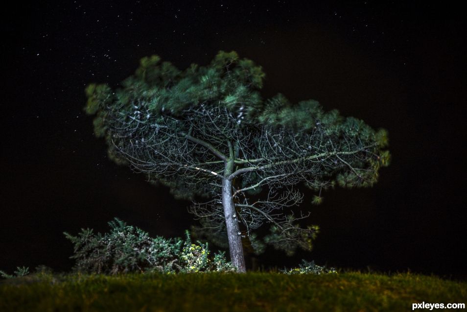 Long exposure Tree photo