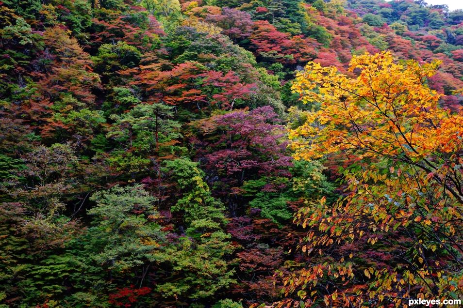 Tree Tapestry 