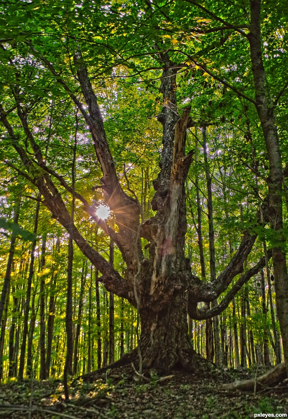 Forest Grandpa