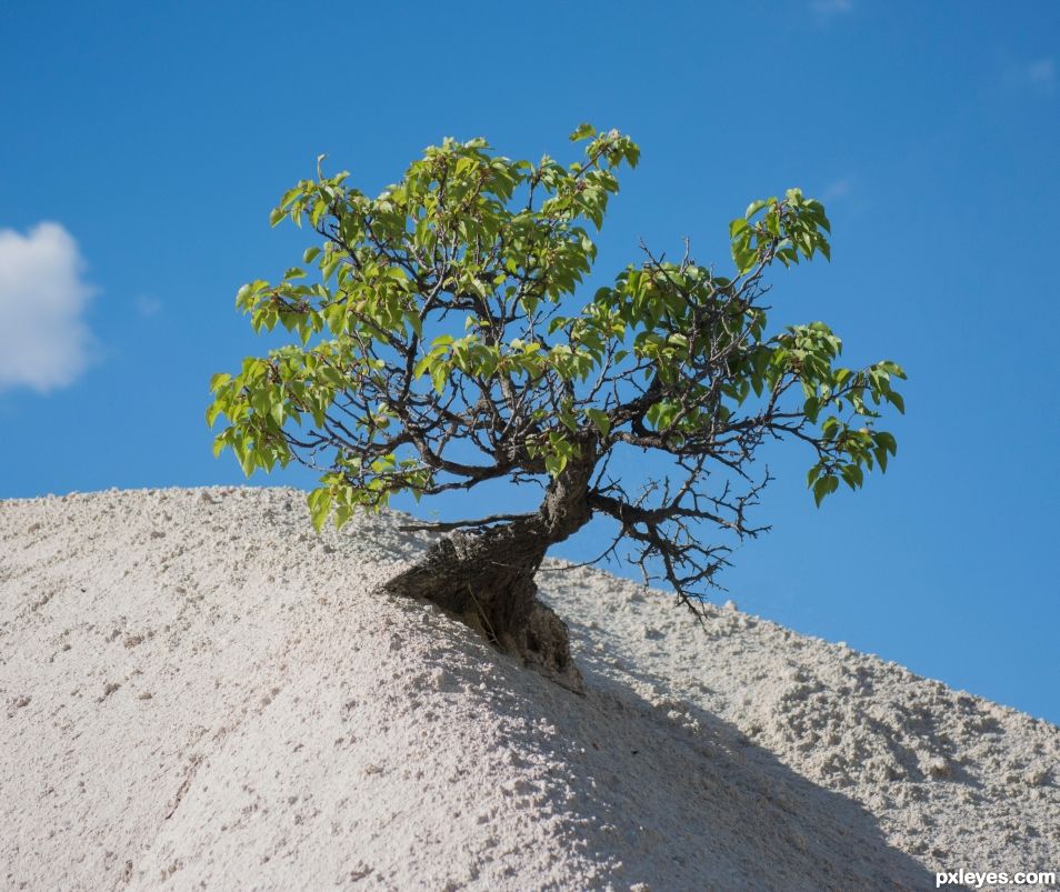 Natural bonsai