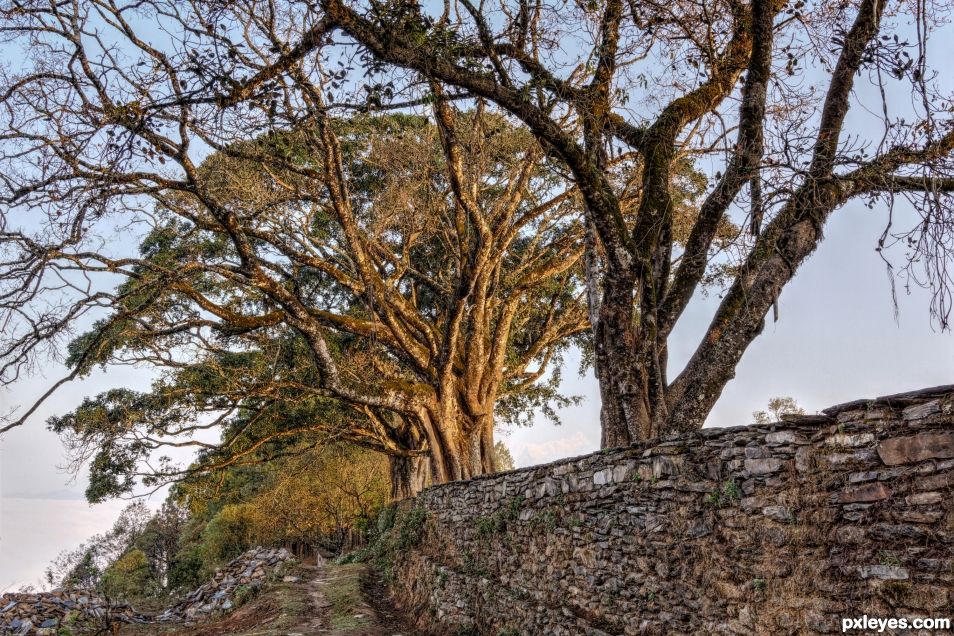 Walkway by the Trees