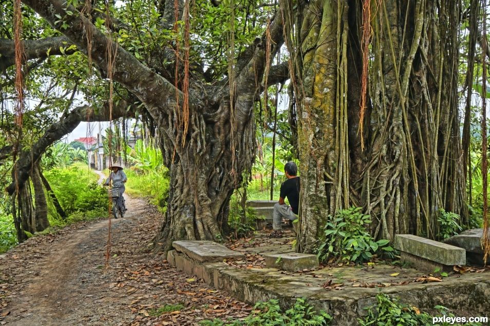 Beneath the Banyan Tree