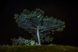 Long exposure Tree photo