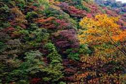 Tree Tapestry 
