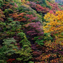 TreeTapestry