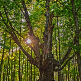 ForestGrandpa