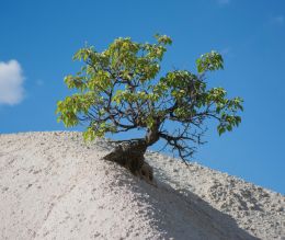 Natural bonsai