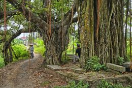 Beneath the Banyan Tree