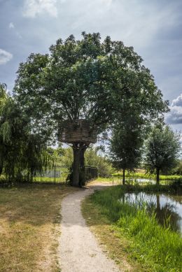 tree with tree house