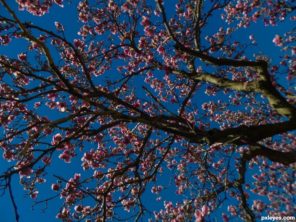 Magnolias in Bloom