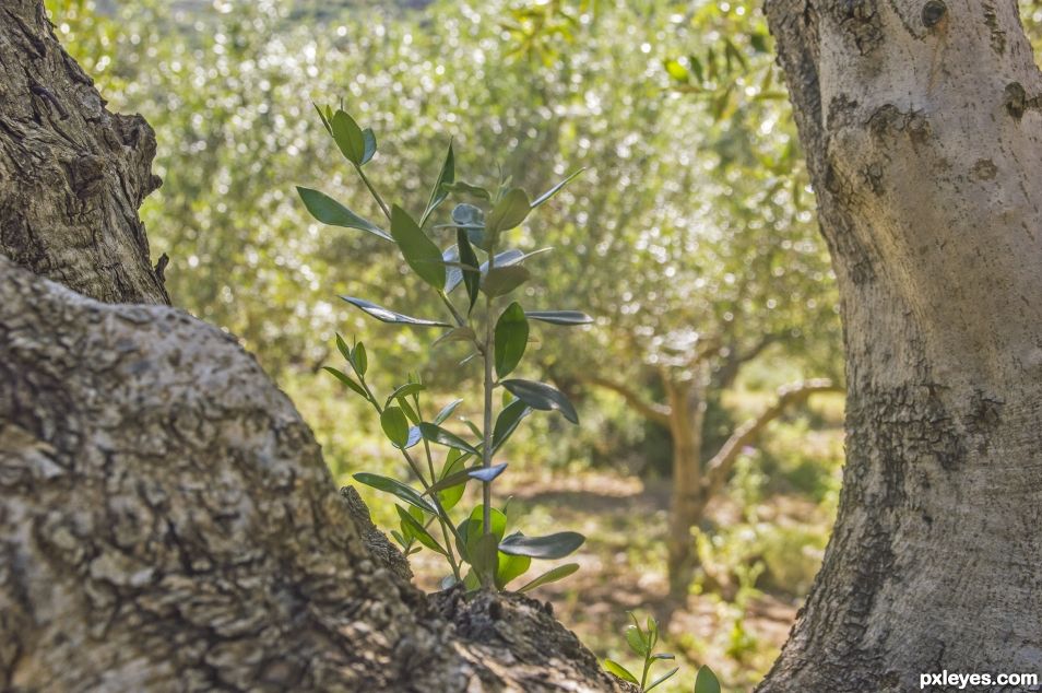 In olive grove