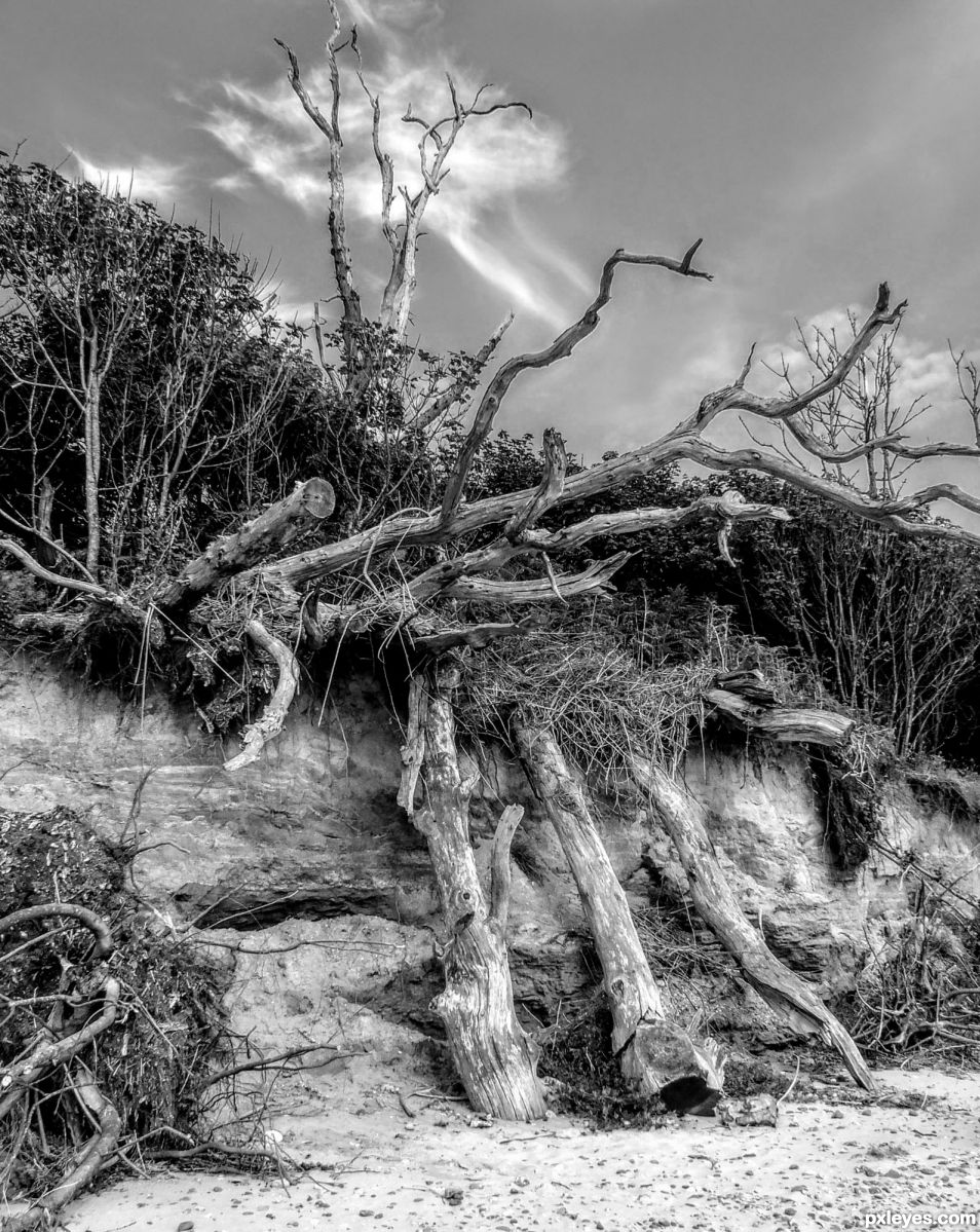 Damaged Trees