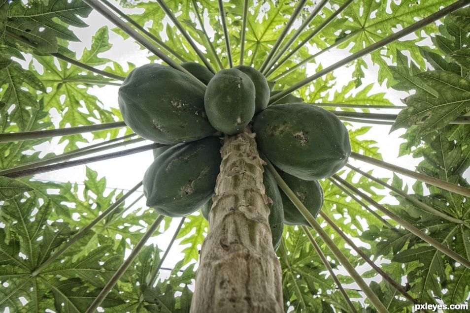 Papaya Tree Explosion