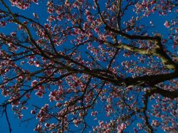 Magnolias in Bloom