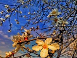 Almond blossoms