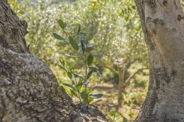 In olive grove