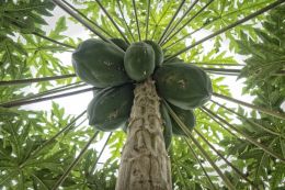 Papaya Tree Explosion