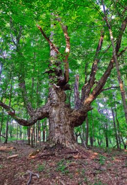 Grandfather of the Forest