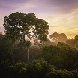 Brazil nut tree Picture