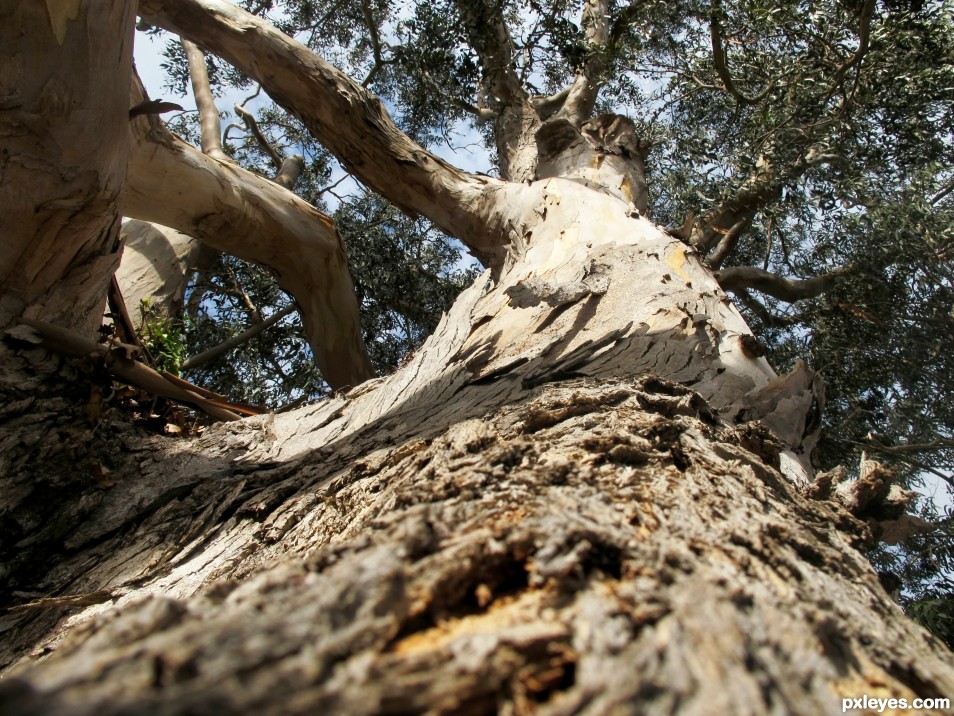 A tree in Carmel
