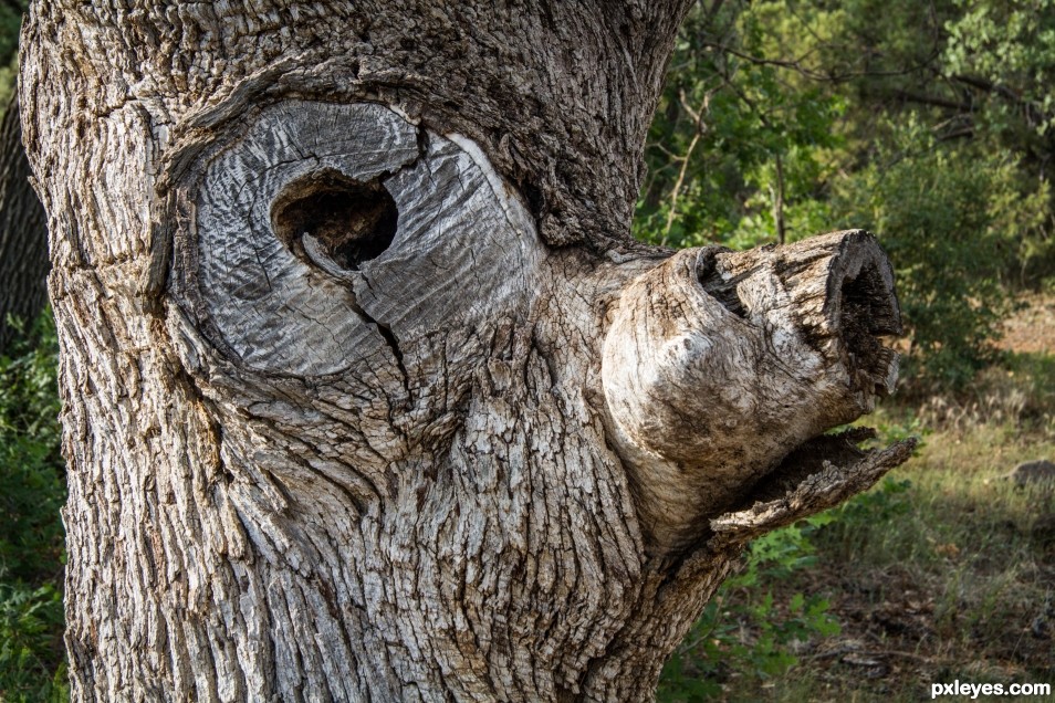 Bear Tree