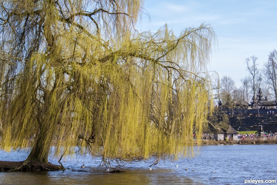 Willow tree