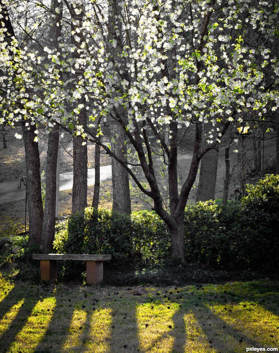 Flowering Pear