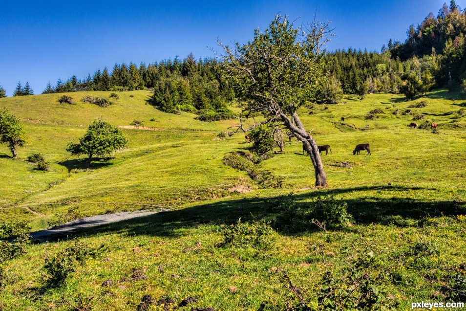 Out in the Pasture