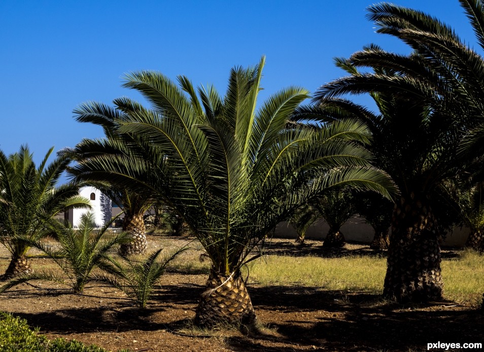 Palm trees