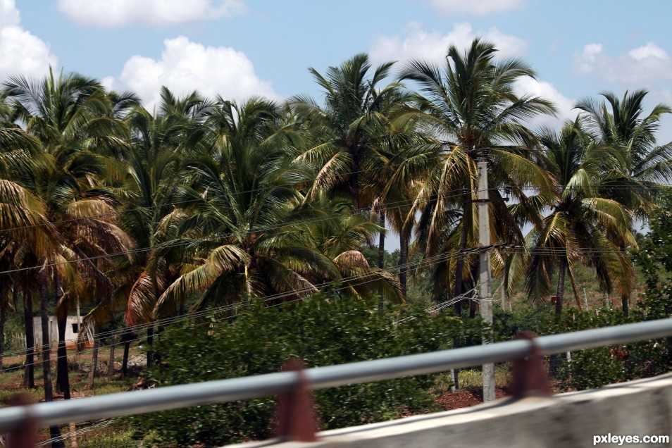 Coconut Trees at NH 8 India