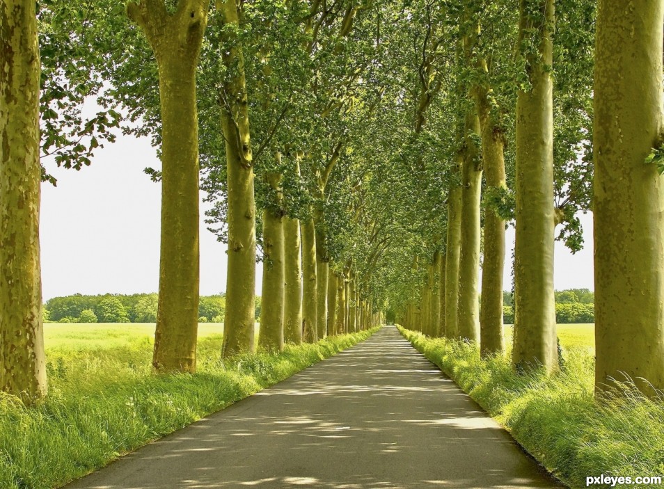 French trees on way to a castle
