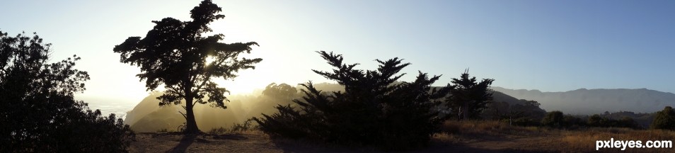 Cliff edge tree