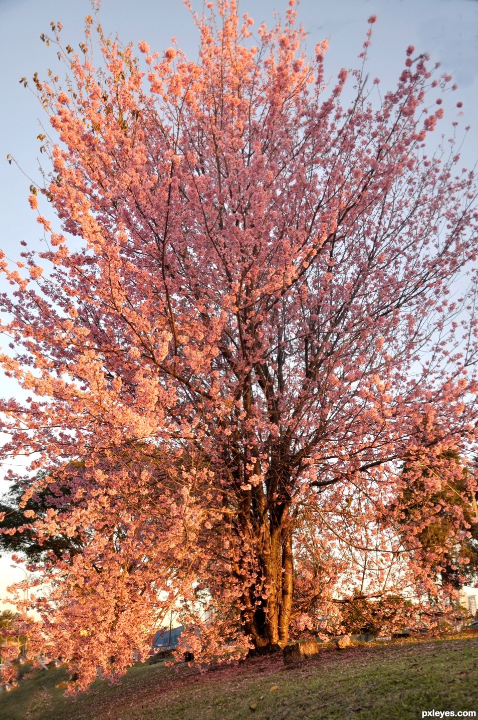 A tree of flowers