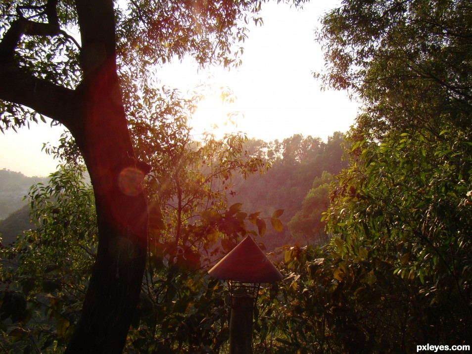 Sunlight on tree