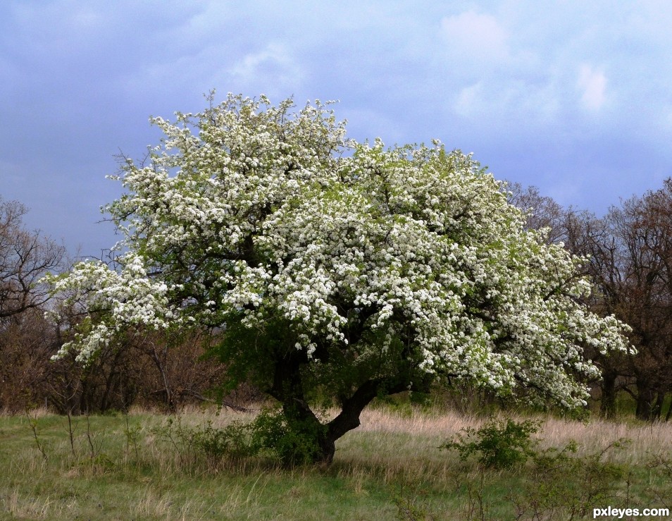 in bloom