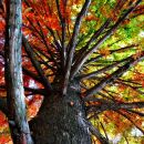trees photography contest