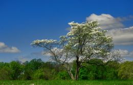 Valley Forge Park