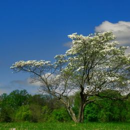 ValleyForgePark