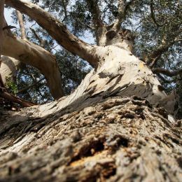 A tree in Carmel Picture