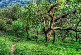 Cashew tree