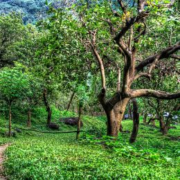 Cashewtree