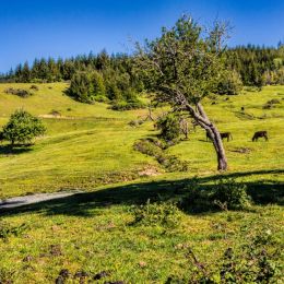 OutinthePasture