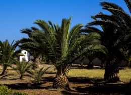 Palm trees