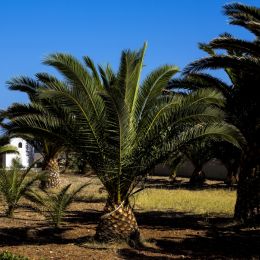 Palmtrees